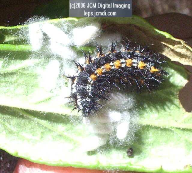 Chalcedon Checkerspot (Euphydryas chalcedona) larva with cocooned parasites